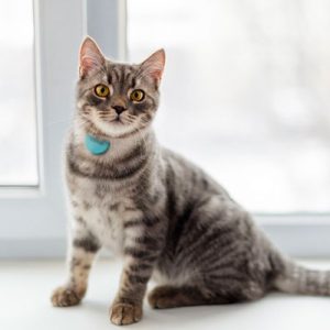 Design Perfect Life To Know Which City You Should Live … Quiz Cat
