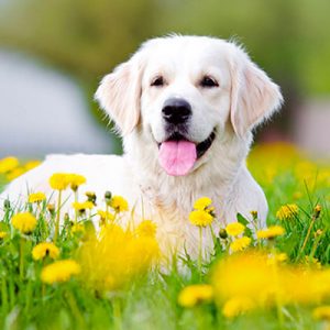 🧠 Answer These Questions as Quickly as You Can and We’ll Determine If You’re More Logical or Creative 🎨 Dogs