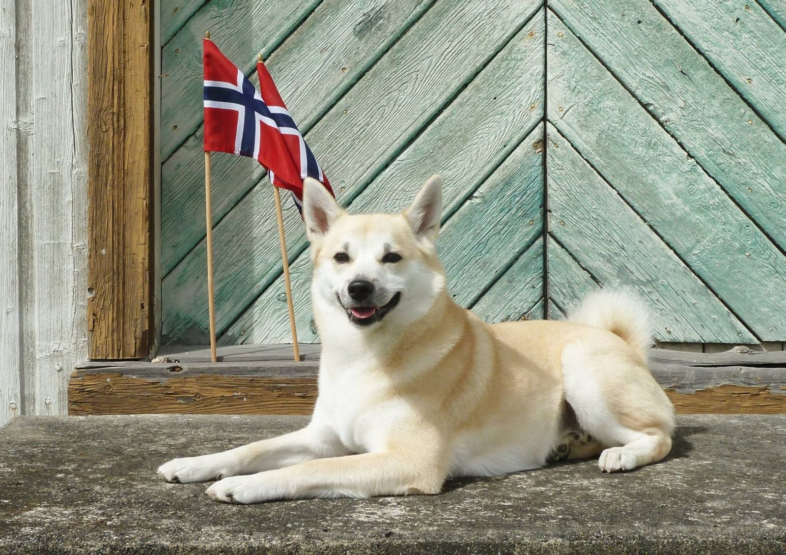 You got: Norwegian Buhund! 🐶 Design Your Dream Apartment and We’ll Give You a Unique Dog to Adopt