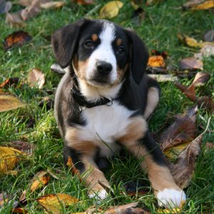 If You Want to Know the Number of 👶🏻 Kids You’ll Have, Choose Some 🐶 Dogs to Find Out Entlebucher Mountain Dog