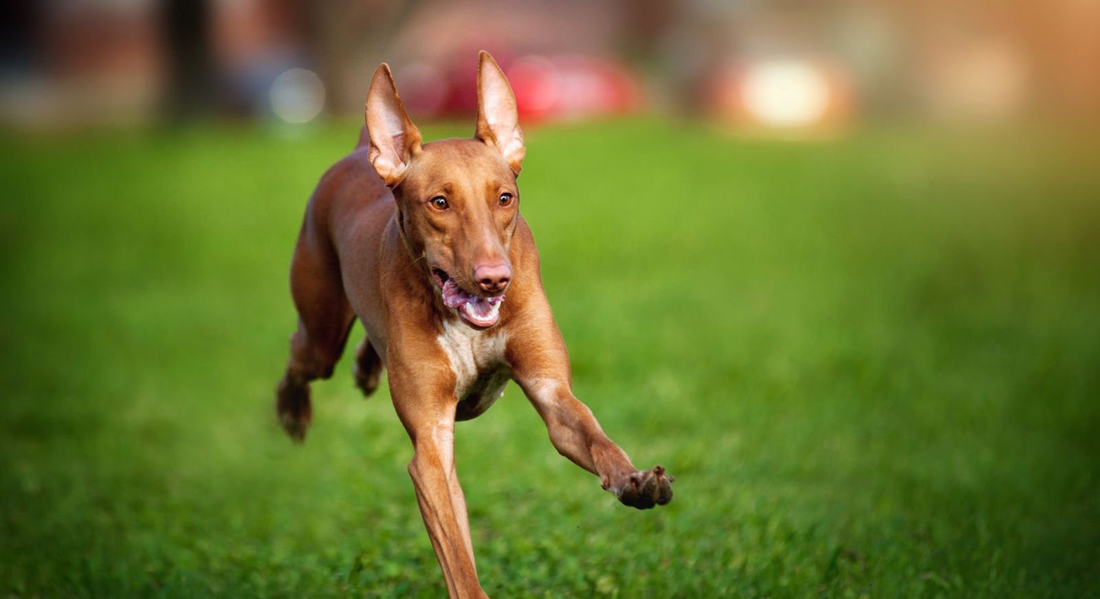 You got: Pharaoh Hound! 🐶 Design Your Dream Apartment and We’ll Give You a Unique Dog to Adopt