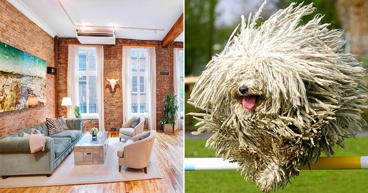 🐶 Design Your Dream Apartment and We’ll Give You a Unique Dog to Adopt