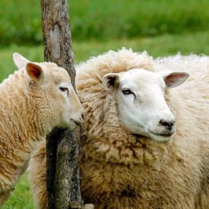 Can You Beat Your Friends in This General Knowledge Test? Sheep