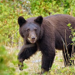 Can You Beat Your Friends in This General Knowledge Test? Black bear
