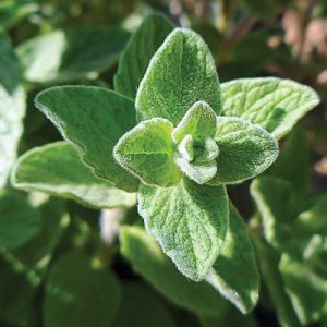 What Pizza Am I? Quiz Oregano
