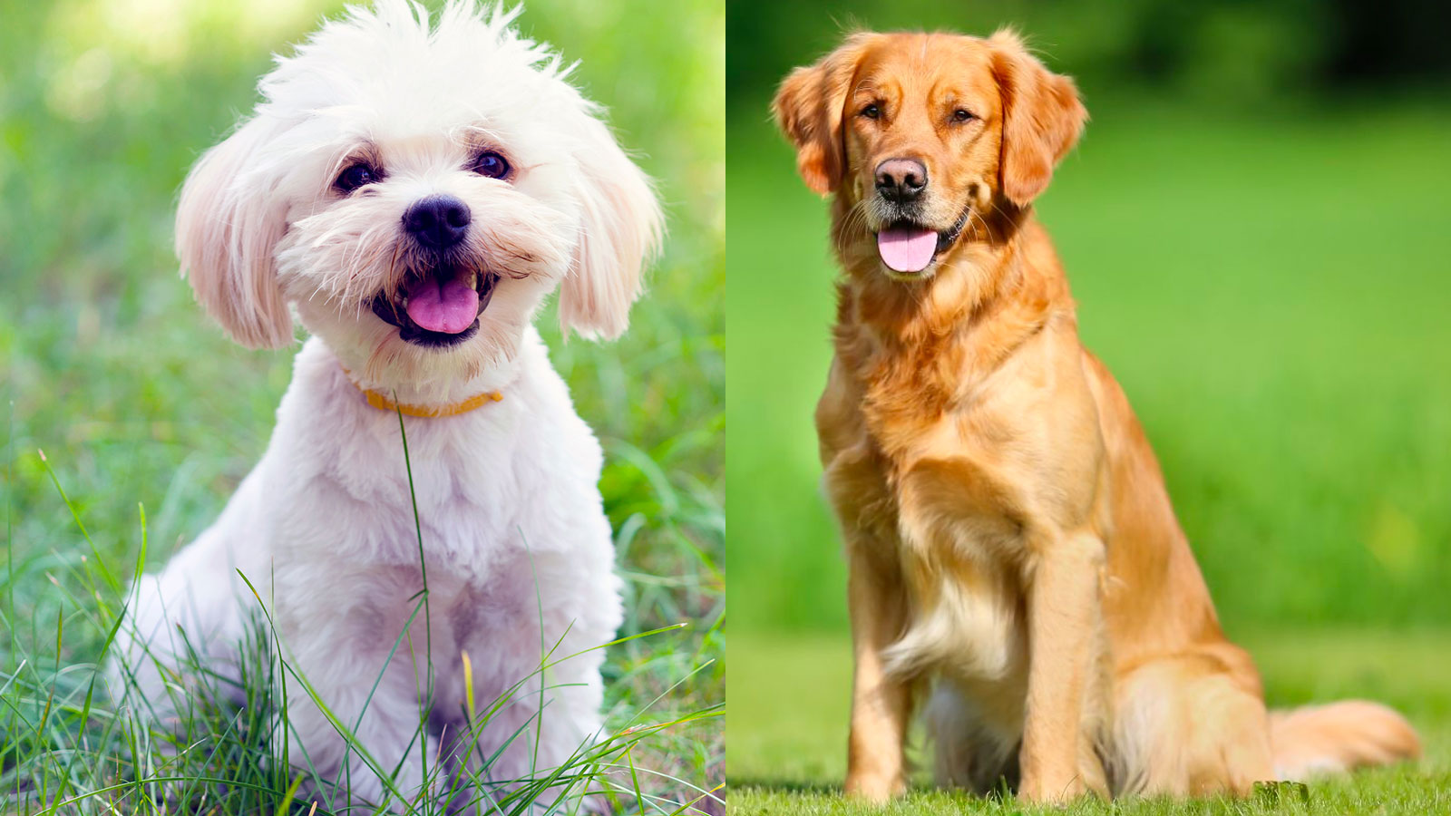 You got: Maltese and Golden Retriever! What Big Dog and Small Dog Combo Are You? 🐶