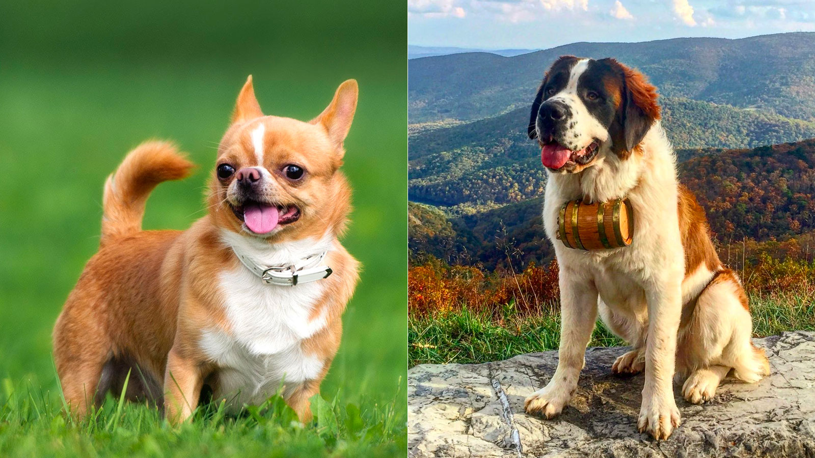 You got: Chihuahua and Saint Bernard! What Big Dog and Small Dog Combo Are You? 🐶