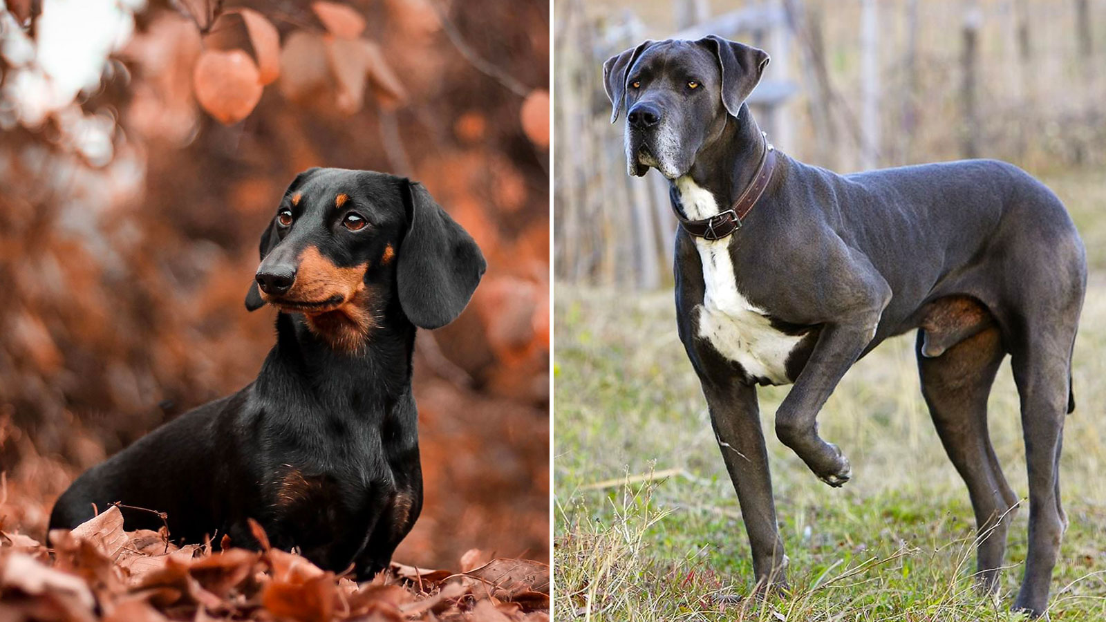 You got: Dachshund and Great Dane! What Big Dog and Small Dog Combo Are You? 🐶