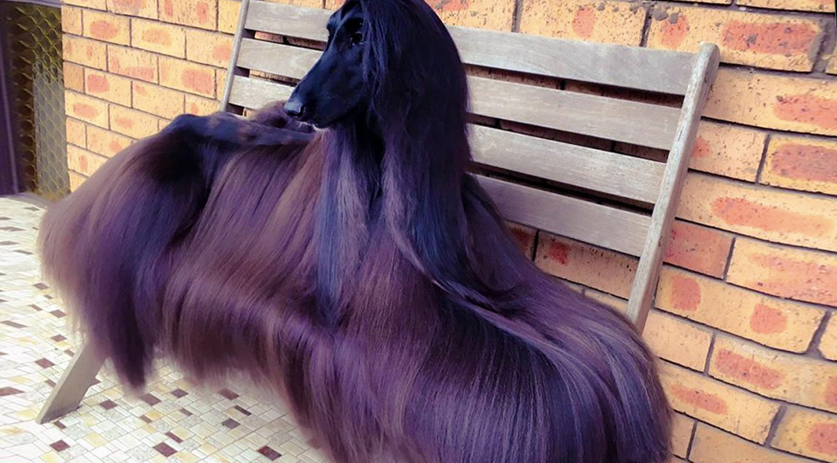 Which Big Dog And Small Dog Are You A Combination Of? 🐶 Quiz tea afghan hound