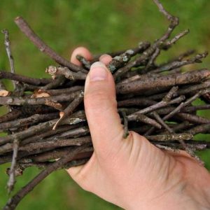 Which Big Dog And Small Dog Are You A Combination Of? 🐶 Twig