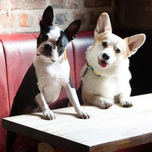 Which Big Dog And Small Dog Are You A Combination Of? 🐶 Dog-friendly cafe