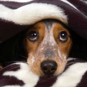 Which Big Dog And Small Dog Are You A Combination Of? 🐶 Under the covers