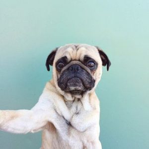 Which Big Dog And Small Dog Are You A Combination Of? 🐶 