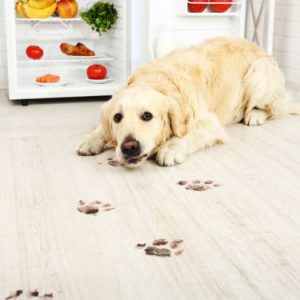 Which Big Dog And Small Dog Are You A Combination Of? 🐶 Carpet