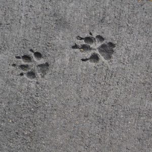 Which Big Dog And Small Dog Are You A Combination Of? 🐶 Pavement