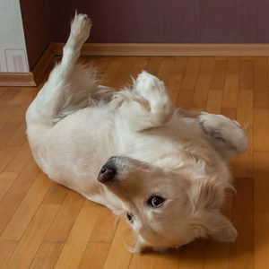 Which Big Dog And Small Dog Are You A Combination Of? 🐶 Roll over