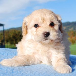 Which Big Dog And Small Dog Are You A Combination Of? 🐶 Lay down