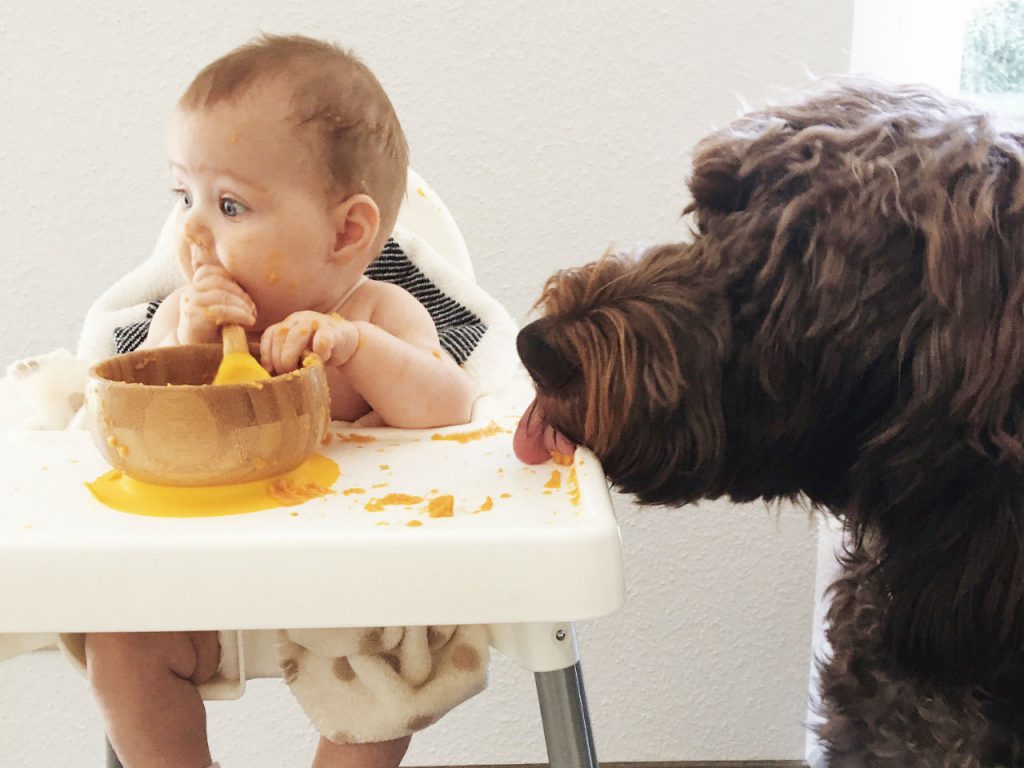 dog eating from baby food