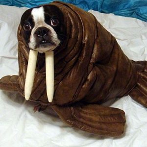 Which Big Dog And Small Dog Are You A Combination Of? 🐶 Walrus