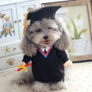 Which Big Dog And Small Dog Are You A Combination Of? 🐶 Graduate