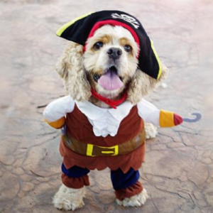 Which Big Dog And Small Dog Are You A Combination Of? 🐶 Pirate