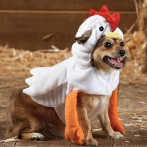Which Big Dog And Small Dog Are You A Combination Of? 🐶 Chicken