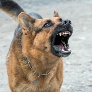 It’s Time to Find Out If You’re More Logical or Emotional With This “This or That” Game Noisy pets