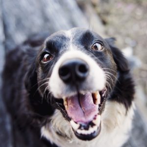 Which Big Dog And Small Dog Are You A Combination Of? 🐶 Another dog