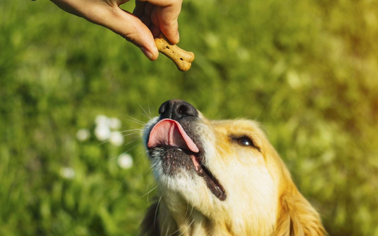 giving dog treat