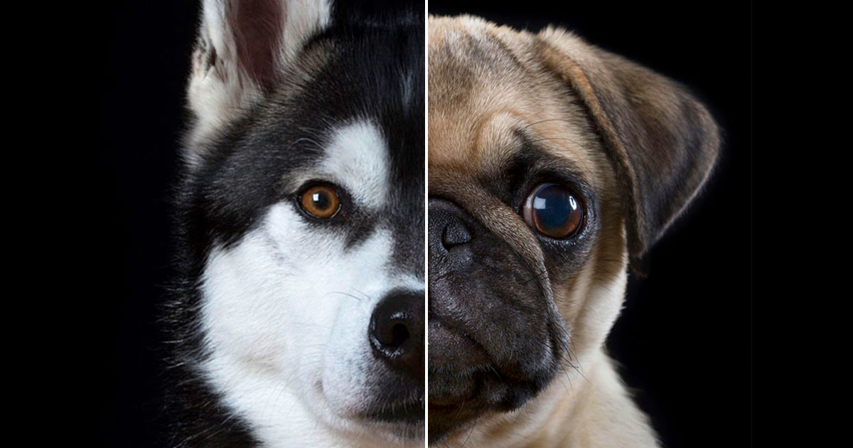 what dog fits your personality quiz