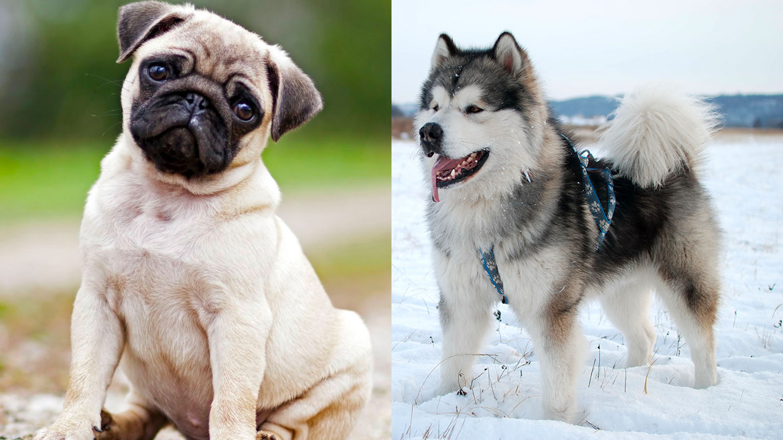 You got: Pug and Alaskan Malamute! What Big Dog and Small Dog Combo Are You? 🐶