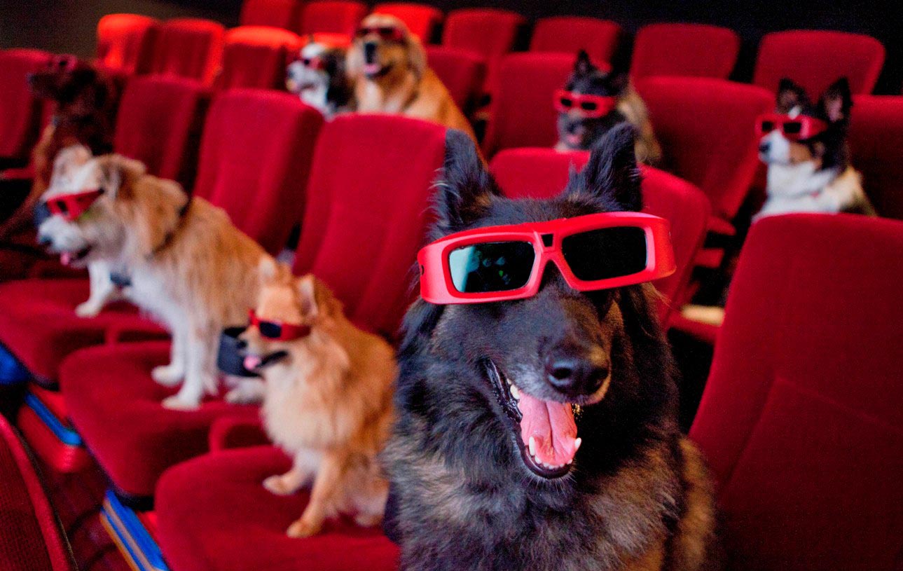 🐶 Spend a Day as a Dog to Find Out What Breed You Are dog movie