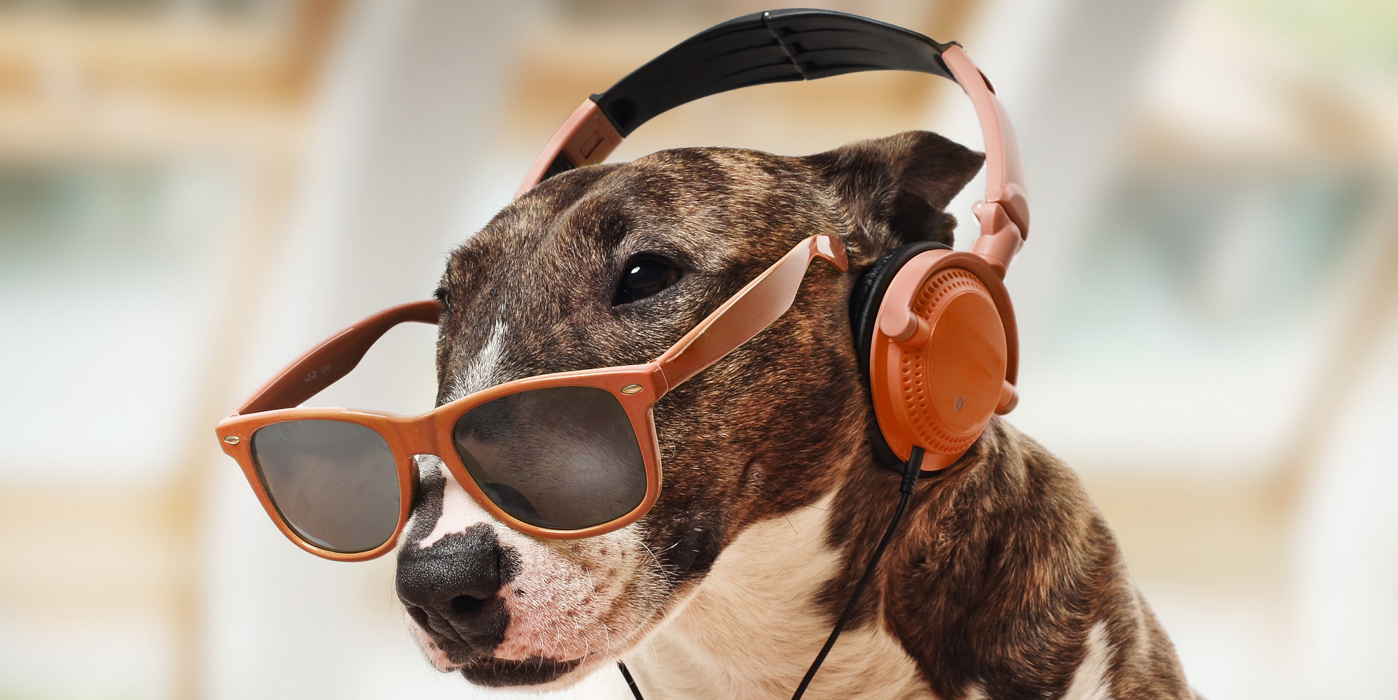 Which Big Dog And Small Dog Are You A Combination Of? 🐶 Miniature Bull Terrier is listening to music