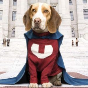 Which Big Dog And Small Dog Are You A Combination Of? 🐶 Underdog
