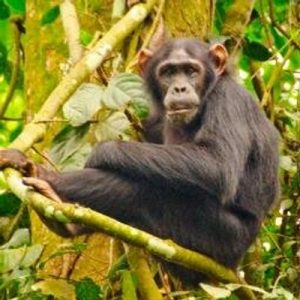 Only Certified Genius Can Score Higher Than 20 On This General Knowledge Quiz Primates