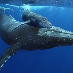 It Will Take a Lot of Brain Power to Score 11/15 on This Random Trivia Test Humpback whale