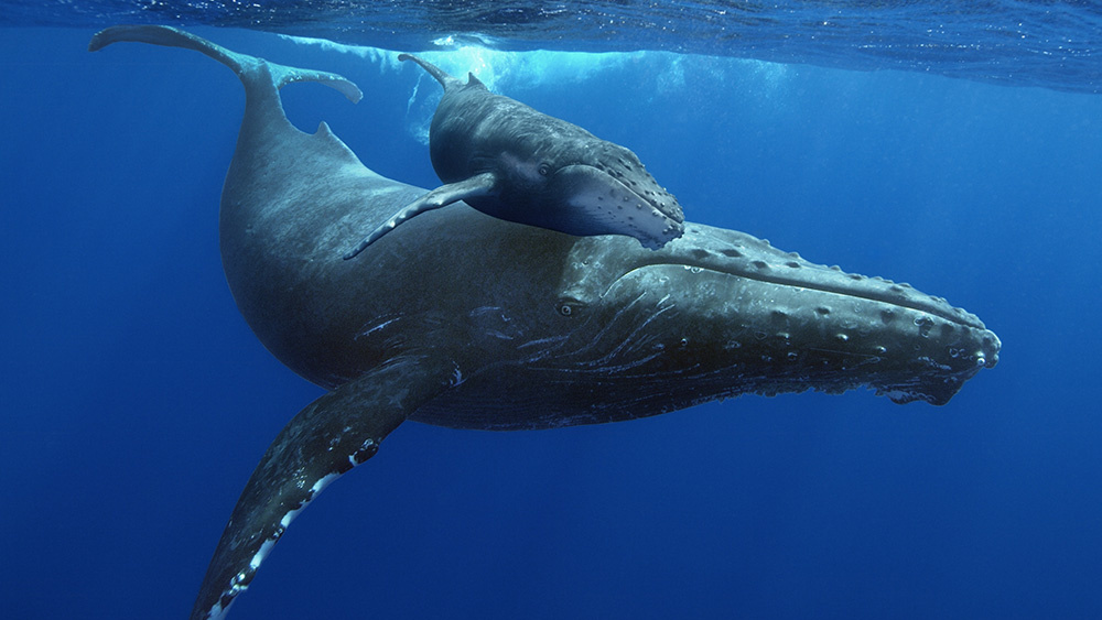 This Trivia Quiz Is Not THAT Hard, But Can You Pass It? whale