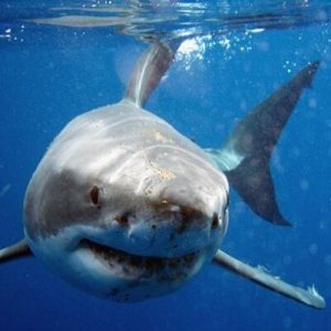 Only a Trivia Genius Can Pass This General Knowledge Quiz Great white shark