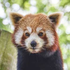 Only a Trivia Genius Can Pass This General Knowledge Quiz Red panda
