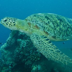 Only a Trivia Genius Can Pass This General Knowledge Quiz Green turtle