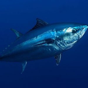 Only a Trivia Genius Can Pass This General Knowledge Quiz Bluefin tuna