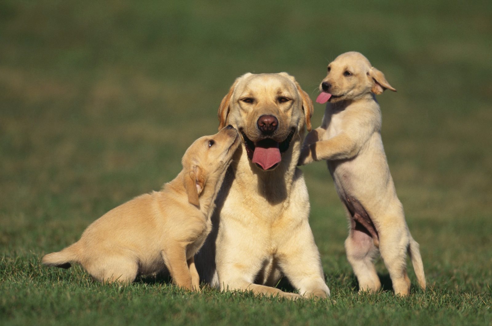 Only a Trivia Genius Can Pass This General Knowledge Quiz mother and puppies