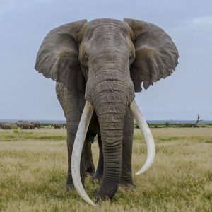 Only a Trivia Genius Can Pass This General Knowledge Quiz Elephant
