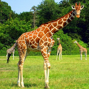 Only a Trivia Genius Can Pass This General Knowledge Quiz Giraffe