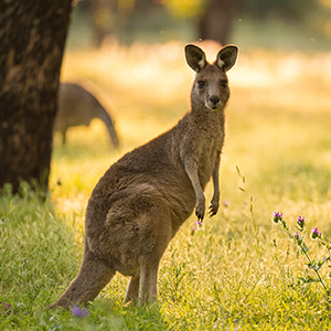 Only a Trivia Genius Can Pass This General Knowledge Quiz Kangaroo