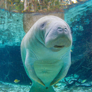 Only a Trivia Genius Can Pass This General Knowledge Quiz Manatee