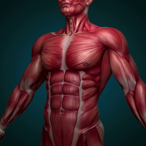 Do You Know Enough About Science To Answer 19 Of 25 Que… Quiz Muscular system