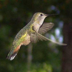 If You Think You Can Pass This Tough General Knowledge Quiz, You’re Wrong Hummingbird