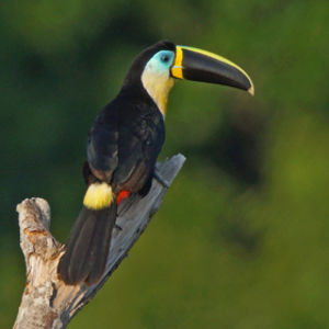 If You Think You Can Pass This Tough General Knowledge Quiz, You’re Wrong Toucan