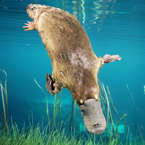 Quiz Questions With Answers Beginning With D Duck-billed platypus